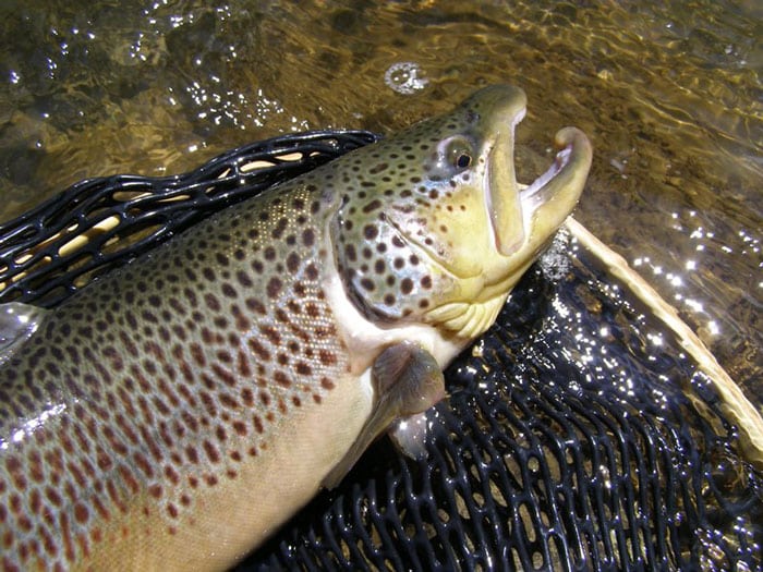 Brown Trout