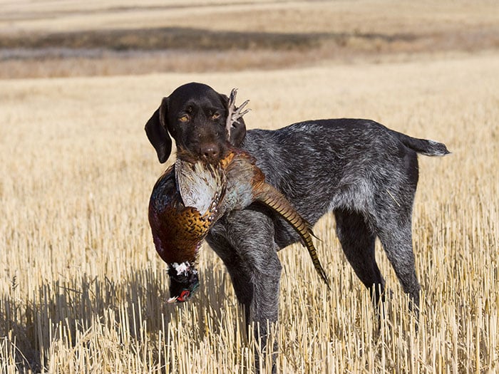 Wirehaired holding pheasant