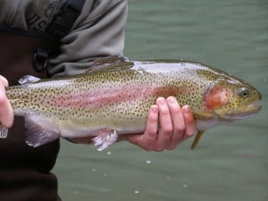 Rainbow trout caught in Yellow Creek