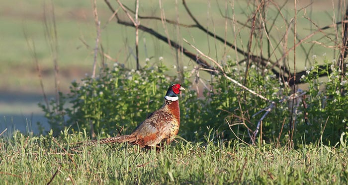 Ring necked Pheasant