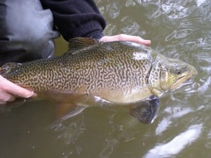 Tiger Trout caught in Yellow Creek
