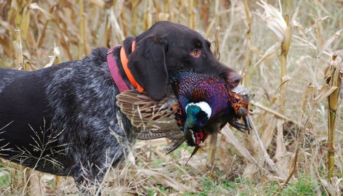 Dog with bird