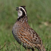 Quail - a Pennsylvania game bird, offers a challenging target. With flight speeds up to 30-40mph, this prey will generate lots of excuses and many laughs.