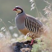 Chukar - native to southern Asia, were first imported by private game breeders in Illinois, in about 1893. This bird can be found in prominent numbers in Idaho. This bird offers a tighter hold and consequently provides a better prep for the shot. The size of the bird can be a challenge for the novice hunter. Taste like chicken.