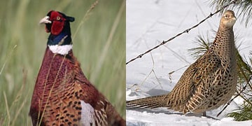 Pheasant - a Pennsylvania game bird, offers an explosive flush that can startle even the most seasoned hunters. The brilliant colors on the male cock bird makes this one of the most widely recognized as the most popular upland game bird. One more thing, don't forget your sneakers, these babies like to run.